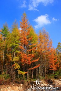 重庆力帆大胜江苏苏宁，豪取主场三分
