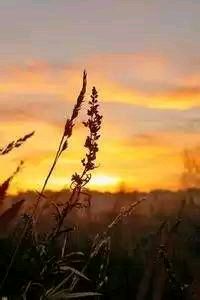 欧洲顶级女足联赛半决赛精彩对决