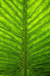 苏格兰雄心勃勃赢得壮举，奥地利队狂揽胜利